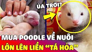 Con Sen chi 4 triệu mua CHÓ POODLE về nuôi, lúc đi khám thì ngớ người vì biết được SỰ THẬT  Gâu Đần