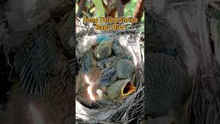 Shrike Baby Bird: A Long-tailed Cutie #meskipops #birds #babybird