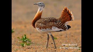 SOUTHERN PORTUGAL: A PREMIER EUROPEAN BIRDING DESTINATION