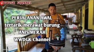 PERJALANAN AWAL tertarik merawat burung anis merah WWDGK Channel