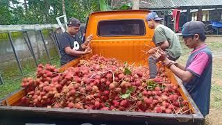 Berkah,,,satu pohon rambutan buahnya dapat di nikmati oleh santri yg jumlahnya ribuan