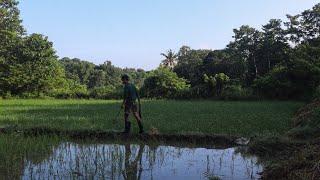 Maintaining the ricefield clean - eating healthy & simple breakfast | life of a farmer [chapter 116]