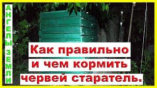 Как правильно и чем кормить червей старатель.