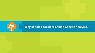 Why Should I Consider a Dog DNA Test? - Banfield Pet Hospital Ask a Vet