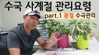 수국 계절별 관리 핵심포인트(1편 봄 관리요령)