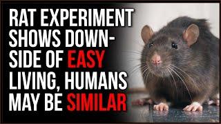 A Weird RAT Experiment Can Tell Us A LOT About How Humans Respond To Having Too MUCH