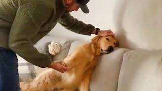 Videos De Risa De Animales 2023 - 10 Momentos Más Divertidos Entre Perros y Dueños del Año 