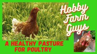 Planting A Healthy Pasture For Chickens & Other Poultry