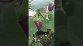 #vegetables#vegetablelovers#farming#organicfarming#brinjal#eggplant#village#homegarden#gardening