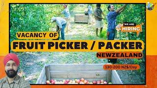 Fruit picker / Packer Job available in NEW ZEALAND. Salary 130-200$/day