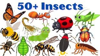 Insects Names for Kids in English | Learn Insect Names for Children