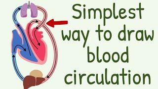 The Simplest way to show the blood circulation  || Systemic Circulation & Pulmonary Circulation