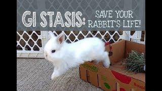 GI Stasis: Save your Rabbit's Life!