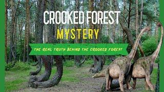 The Mysterious Forest in Poland | Unsolved mystery of the Poland's Crooked Forest | TechSIS