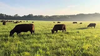 Got a hay field, try this method to improve it and save yourself thousands of dollars in fertilizer.