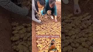 young ginger farming techniques #farming #ginger#shortsfeed#satisfying#cropandfarminformation