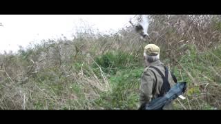 Goshawk hunting