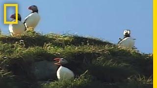 Iceland Puffins | National Geographic