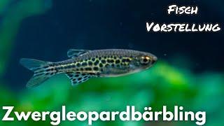 Zwergleopardbärbling - Danio tinwini | Liquid Nature Fisch Vorstellung