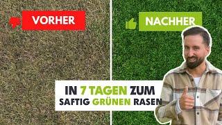 Grüner Rasen ohne langes Warten mit diesem Dünger (in nur 7 Tagen)