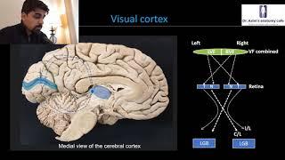 Cerebral cortex (Visual cortex)