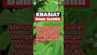 Ikhtiar Sehat - Khasiat Daun Insulin semoga bermanfaat #obatdiabetes #hebal #obat #dauninsulin