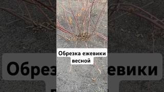 Обрезка ежевики весной