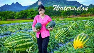 Harvesting Watermelon Fruit Goes to Countryside Market Sell/How to make watermelon jelly/LÝ TRIỆU CA