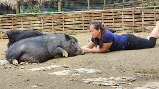 24 Months Of Friendship With Pigs - Daily Life In Farm - Lý Thị Ca