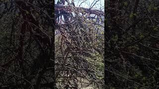 Буря в лесу... Такая сосна переломилась!!!