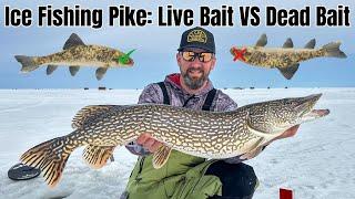 Does Dead Bait Out-fish Live Bait for Northern Pike?