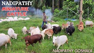 Nadipathy Miniature cattle | Nadipathy Goshala | #cute #insta #cow #yt #animals #farming