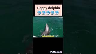 Happy dolphin  (Dolphin and dog friendship 