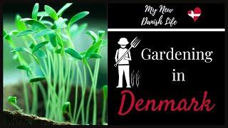 My Garden in Denmark (May 15, 2020) / American in Denmark / Expat Life