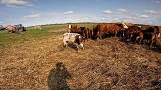 Feeding Cows and Seeding.