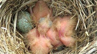 Маленькие птенцы дрозда рябинника, Chicks of fieldfare