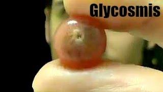 Glycosmis (Gin Berry) - Rare Fruit in Florida Review - Weird Fruit Explorer EP 73