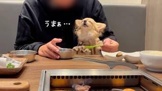 誕生日に最高のサプライズがあり幸せいっぱいのチワワ｜今後について嬉しいご報告