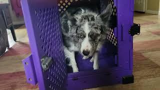 Impact Dog Crate | Review