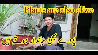 #Youtube #PlantsCare@Home #PlantsAreAlsoAlive #PodayBhiJandarHoteHain