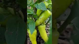 Banana Pepper