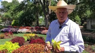 In the Garden With Dave: Coleus