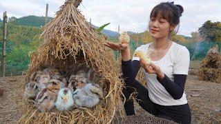 Harvesting agricultural products, vegetables, tubers to sell - The chicks have hatched - Farm life