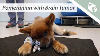 A Pomeranian's Journey With A Brain Tumor | Southeast Veterinary Neurology