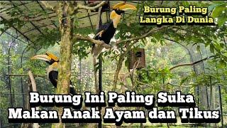 Burung Paling Langka Di Dunia, Ini Suka Makan Anak Ayam Dan Tikus