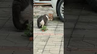 Clash of Claws #adorablepets #animaltalent #catcuteness