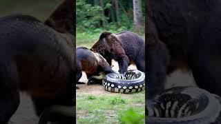 Baby bear got lost and was eaten by a giant python #animals #giantpython #wildlife