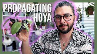 How I Propagate My Hoyas | Starting Hoyas from Cuttings