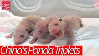 Happy Birthday to China's Miracle Panda Triplets! A China Icons Video