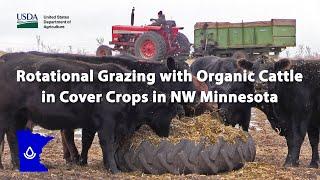 Rotational Grazing with Organic Cattle in Cover Crops in NW Minnesota